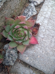 Sempervivum tectorum