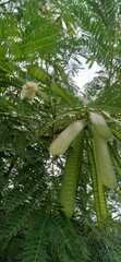 Leucaena