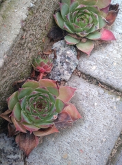 Sempervivum tectorum
