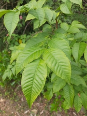 Cipadessa baccifera