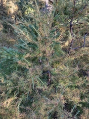 Larix laricina