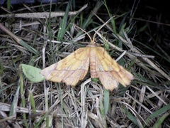 Garaeus specularis