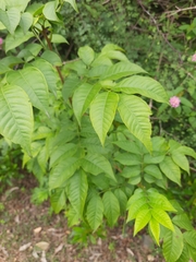 Cipadessa baccifera