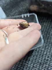 Succinea putris