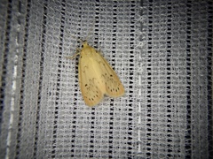 Miltochrista calamina