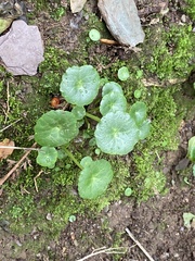 Hydrocotyle vulgaris