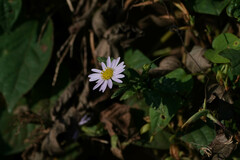 Aster microcephalus