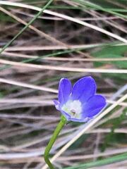 Wahlenbergia gracilis