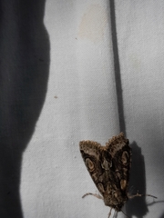 Allophyes oxyacanthae