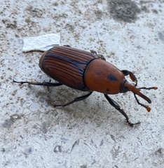 Rhynchophorus ferrugineus