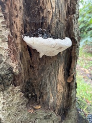 Ganoderma brownii