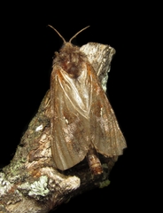 Lepidoptera