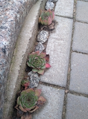 Sempervivum tectorum