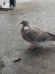 Columba palumbus palumbus