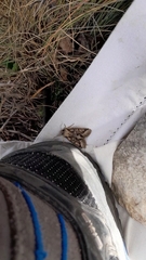 Allophyes oxyacanthae