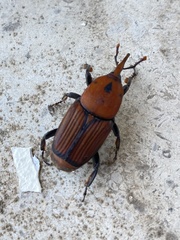 Rhynchophorus ferrugineus