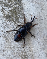 Rhynchophorus ferrugineus