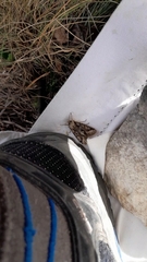 Allophyes oxyacanthae