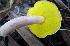 Aureoboletus auriporus