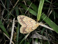 Barsine striata
