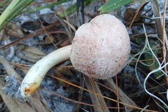 Aureoboletus auriporus