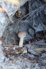 Aureoboletus auriporus