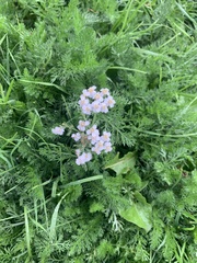 Achillea millefolium