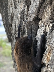Nycticeius humeralis