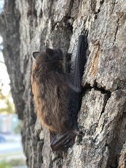 Nycticeius humeralis