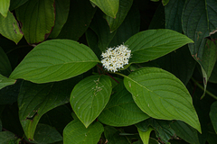 Cornus sericea