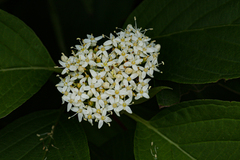 Cornus sericea
