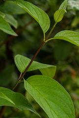 Cornus sericea