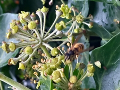 Vespula vulgaris
