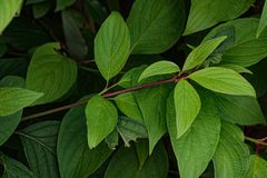 Cornus sericea