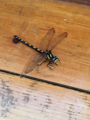 Cordulegaster dorsalis