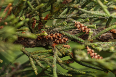 Cupressus sempervirens