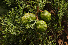 Cupressus sempervirens