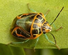 Antestiopsis cederwaldi