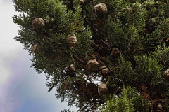 Cupressus sempervirens