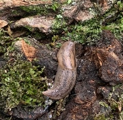 Ambigolimax valentianus