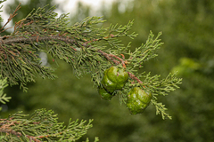 Cupressus sempervirens