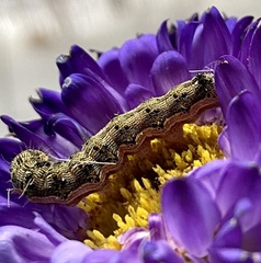 Helicoverpa armigera