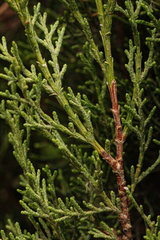 Cupressus sempervirens
