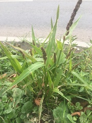 Echinochloa esculenta