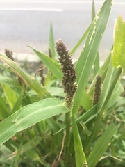 Echinochloa esculenta