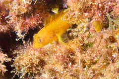 Parablennius pilicornis