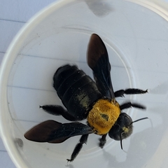 Xylocopa pubescens