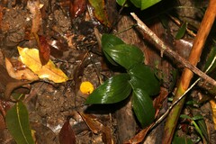 Tripladenia cunninghamii