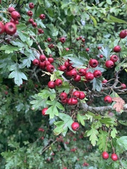 Crataegus