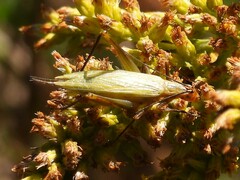 Oecanthus nigricornis